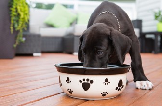 Best Puppy Food for Large Breeds Under $100 – 2020 Reviews & Guide